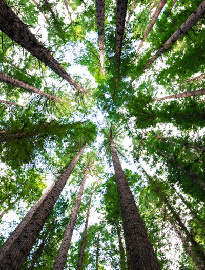 Photo association #reforestation : Tree Nation