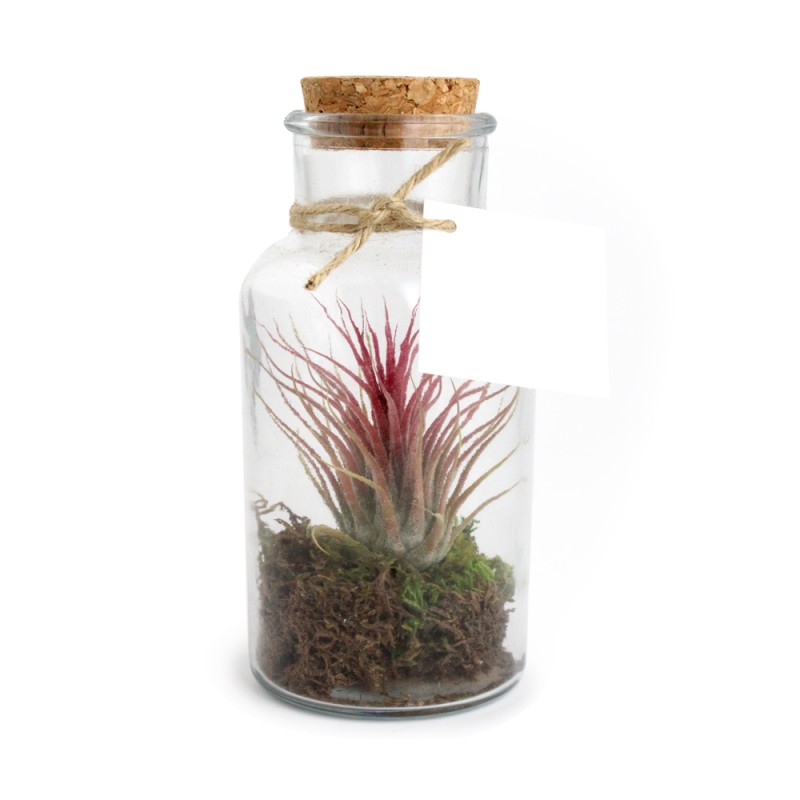 Terrarium Tillandsia en bouteille - Grand modèle