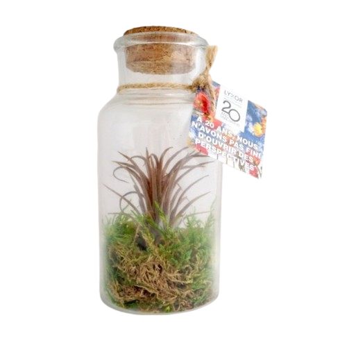 Terrarium Tillandsia en bouteille - Grand modèle