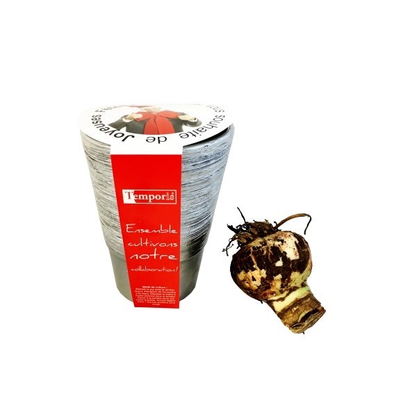 Kit de plantation - Bulbes de Noîl en pot argent