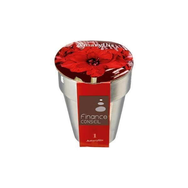 Kit de plantation - Bulbes de Noîl en pot argent -