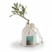 Plant d'olivier en pochon coton - Made in France -