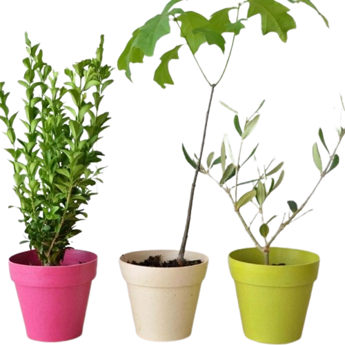 Plant arbre Prestige avec pot en fibre de bambou