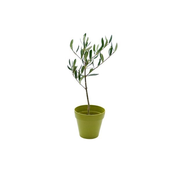 Plant arbre Prestige avec pot en fibre de bambou -