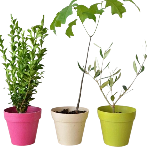 Plant arbre Feuillus avec pot en fibre de bambou à planter