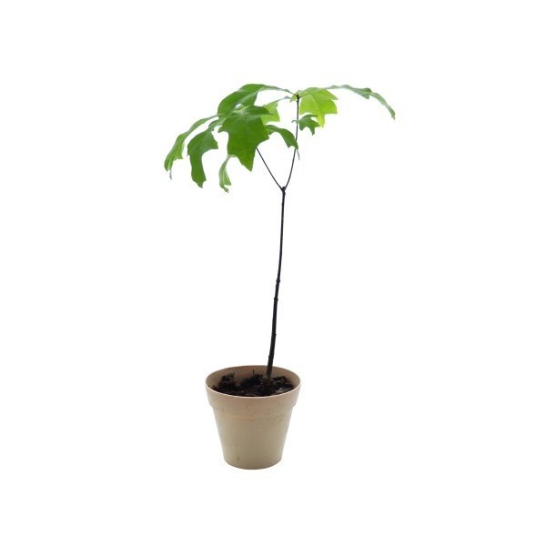 Plant arbre Feuillus avec pot en fibre de bambou à planter -