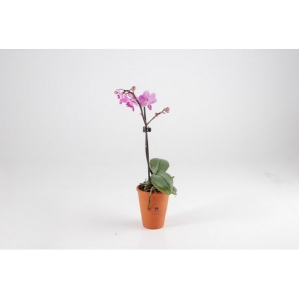 Orchidée en pot terre en cuite - Made in France -