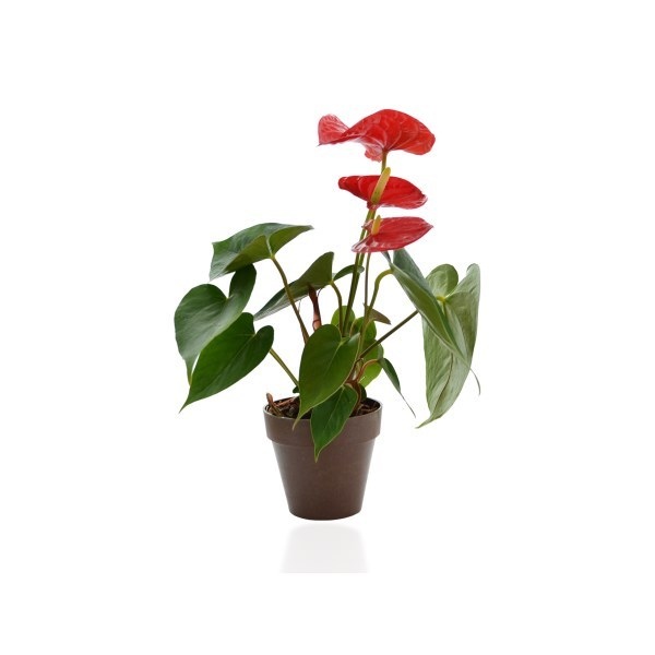 Plante décorative en pot Bambou personnalisable