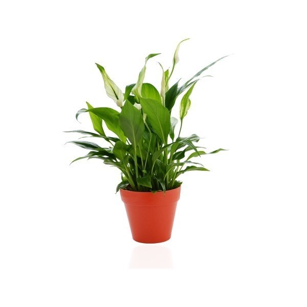 Plante décorative en pot Bambou personnalisable -