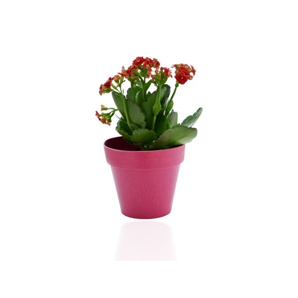Plante décorative en pot Bambou personnalisable -