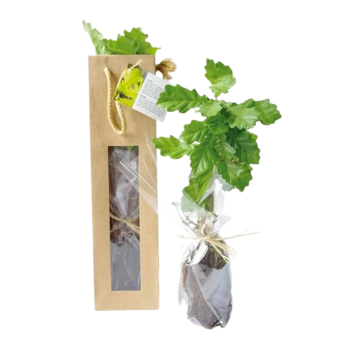 Plant arbre en sac kraft avec fenêtre Feuillus
