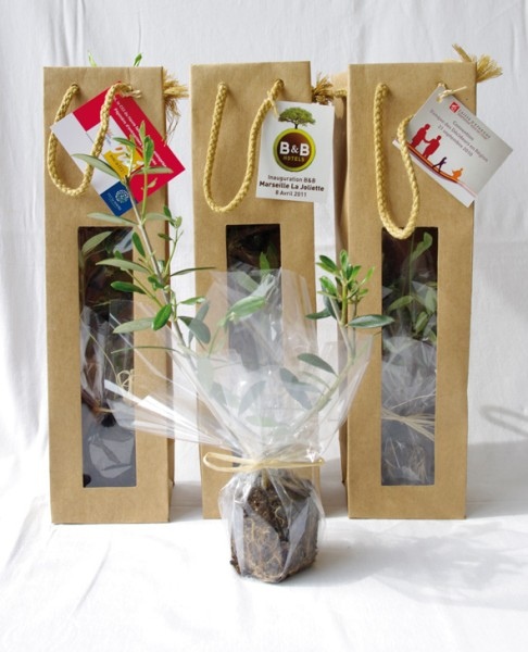 Plant arbre en sac kraft avec fenêtre Feuillus -