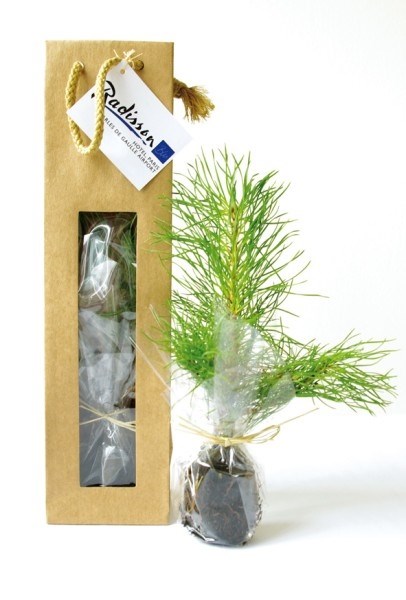 Plant arbre en sac kraft avec fenêtre Feuillus -