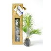 Plant arbre en sac kraft avec fenêtre Feuillus -