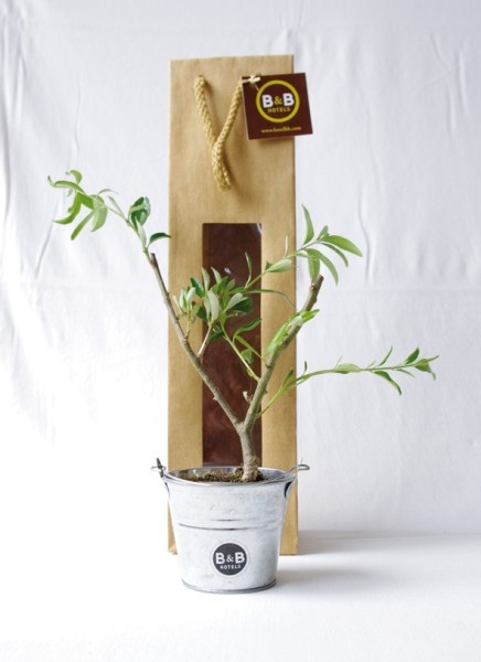 Plant arbre en sac kraft avec fenêtre Feuillus -