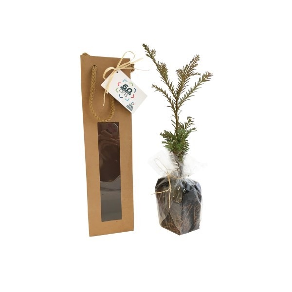 Plant arbre en sac kraft avec fenêtre Résineux