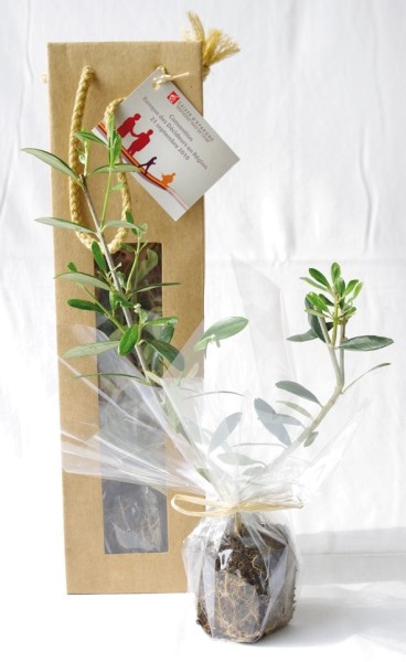 Plant arbre en sac kraft avec fenêtre Résineux -