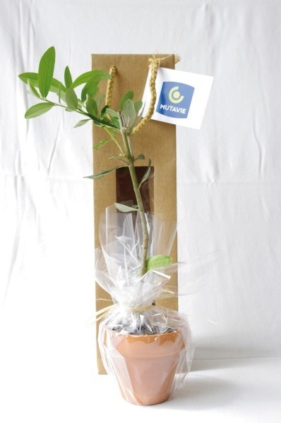 Plant arbre en sac kraft avec fenêtre Résineux -