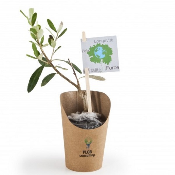 Plant d'olivier en pot carton - Made in France -