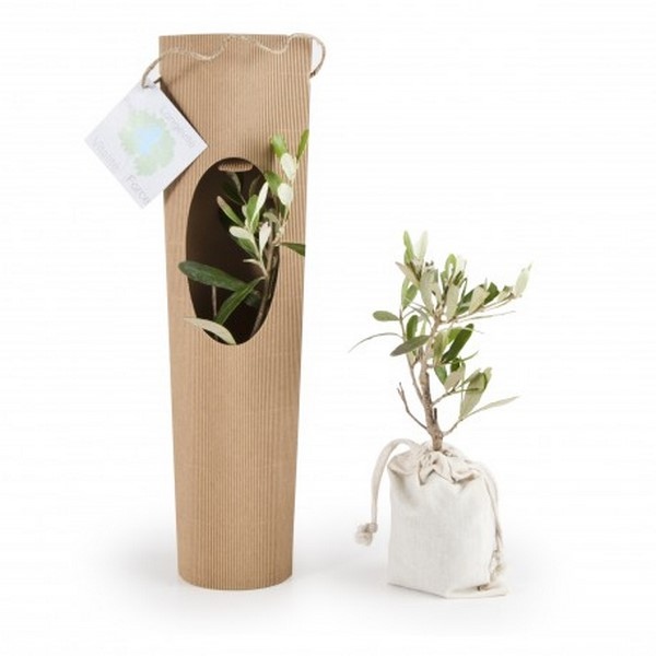 Plant d'olivier en pot carton - Made in France -