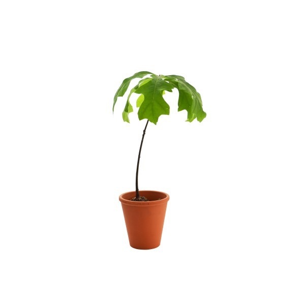 Plant d'arbre en pot terre cuite 8 cm Feuillus -