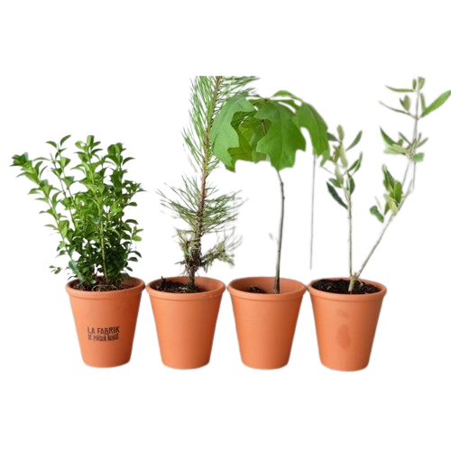 Plant d'arbre en pot terre cuite 8 cm Prestige