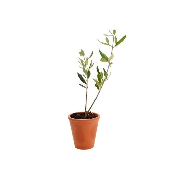 Plant d'arbre en pot terre cuite 8 cm Prestige -