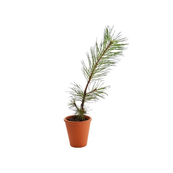 Plant d'arbre en pot terre cuite 8 cm Résineux -