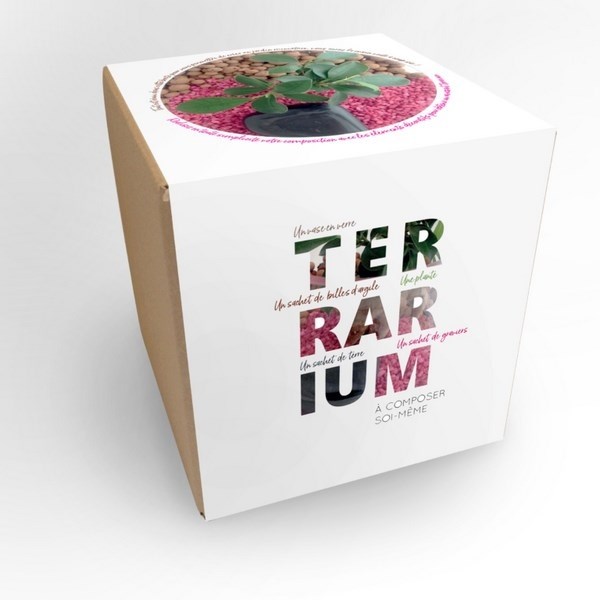 Terrarium en Kit - Grand modèle Ficus Ginseng -