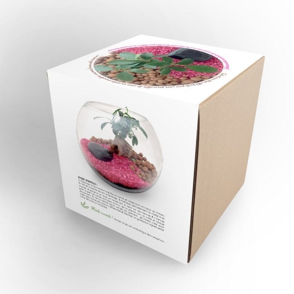 Terrarium en Kit - Grand modèle Ficus Ginseng -