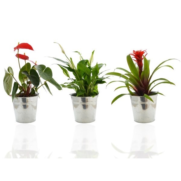 Grande Plante déco - pot de 14/15 cm en zinc