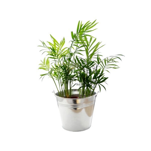 Grande Plante déco - pot de 14/15 cm en zinc -