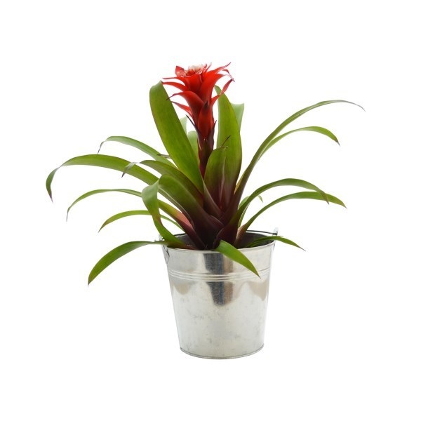 Grande Plante déco - pot de 14/15 cm en zinc -