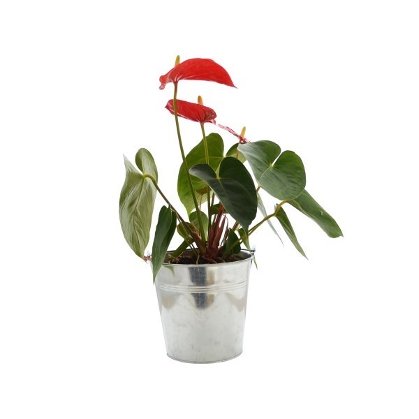 Grande Plante déco - pot de 14/15 cm en zinc -
