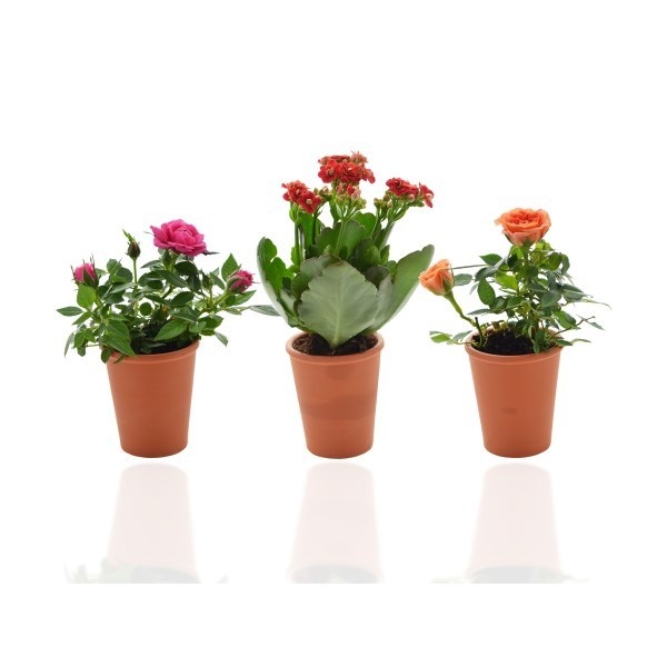 Mini plante fleurie en pot Terre cuite 6 cm