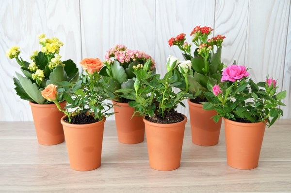 Mini plante fleurie en pot Terre cuite 6 cm -