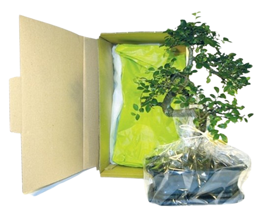 Bonsaï ulmus ou ficus en carton individuel