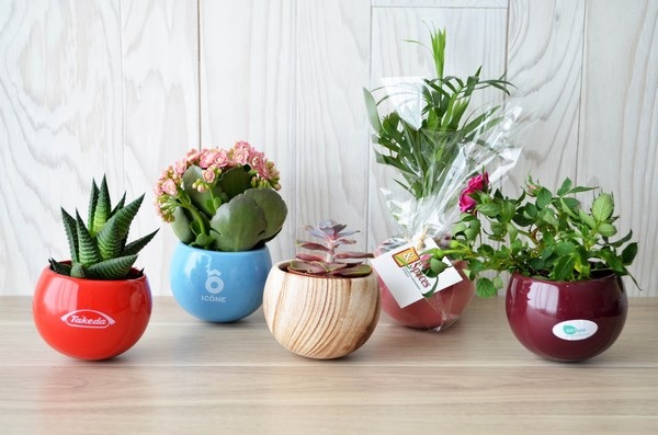 Plante dépolluante en pot aimanté céramique -