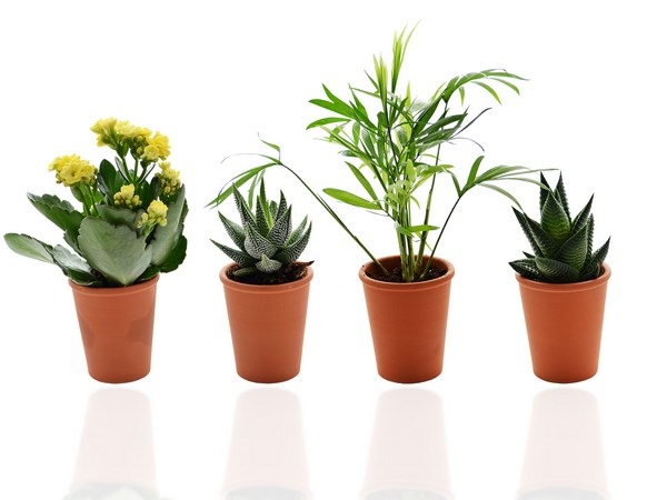 Mini plante dépolluante pot en terre cuite