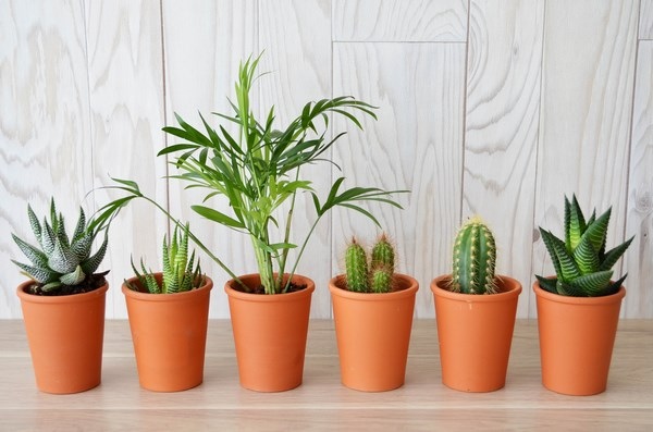 Mini plante dépolluante pot en terre cuite -