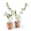 Petit plant d'olivier - Made in France -