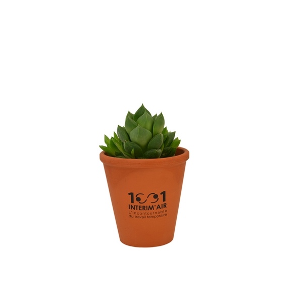 Plante dépoluante en pot terre cuite 10cm -