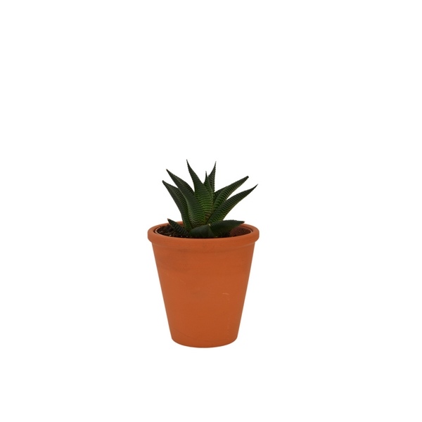 Plante dépoluante en pot terre cuite 10cm -