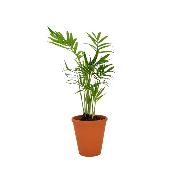 Plante dépoluante en pot terre cuite 10cm -