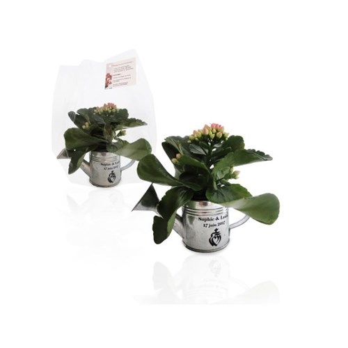 Arrosoir en Zinc avec mini plante fleurie