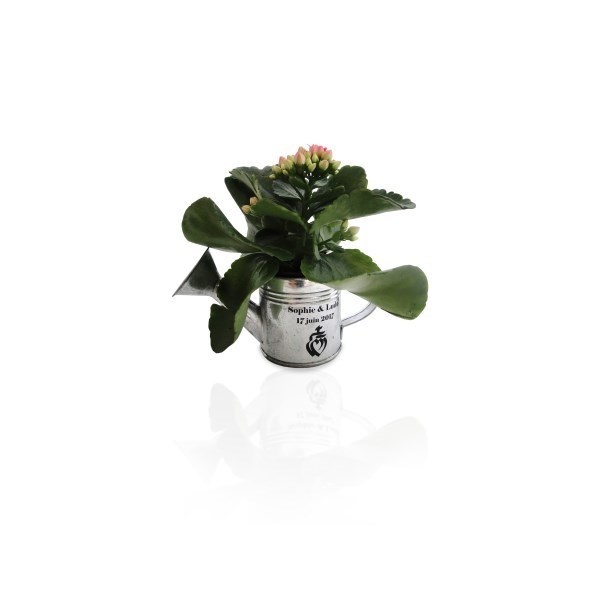 Arrosoir en Zinc avec mini plante fleurie -