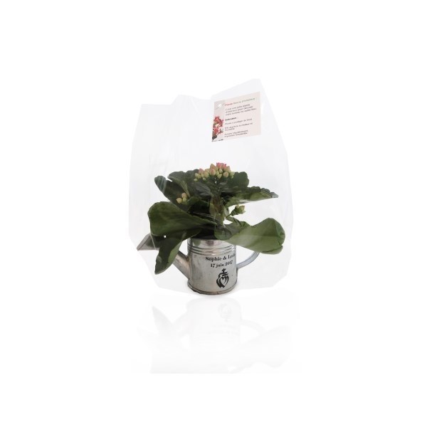 Arrosoir en Zinc avec mini plante fleurie -