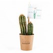 Cactus en gobelet carton - Made in France