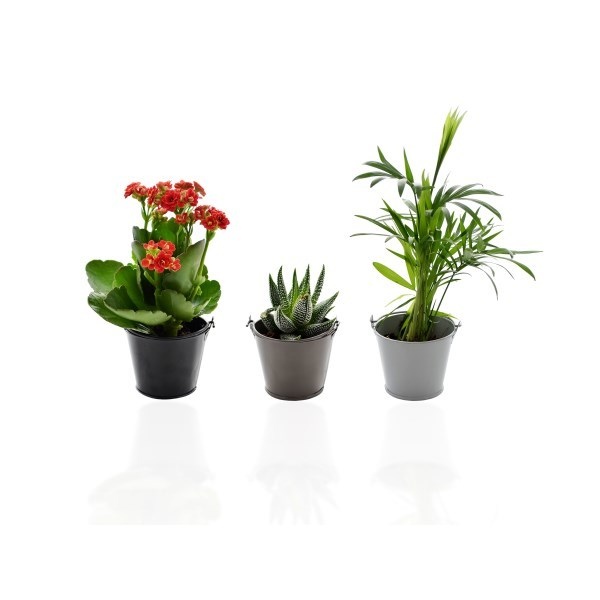 Pot Zinc aimanté avec plante dépolluante