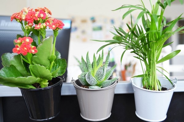 Pot Zinc aimanté avec plante dépolluante -